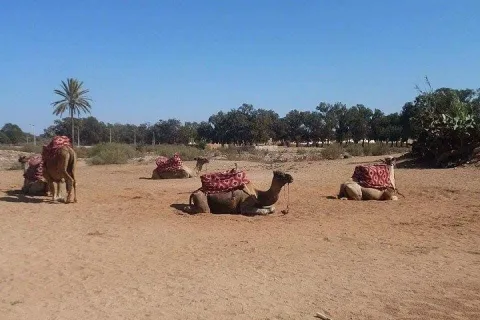 3 Activities in 1 Day from Taghazout: Camel, Jet Ski and Quad in Agadir, Morocco