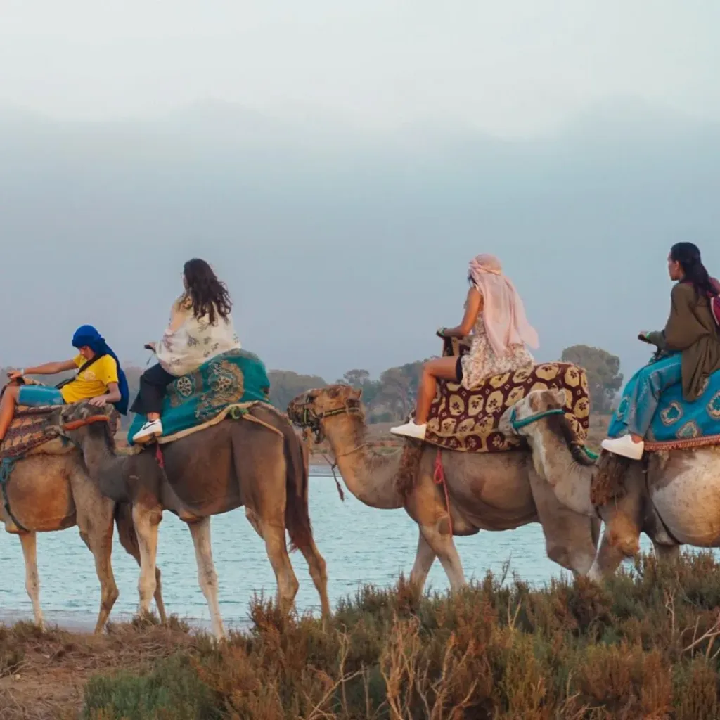 Riders on a camel caravan following a sandy trail through eucalyptus trees at golden hour near Agadir