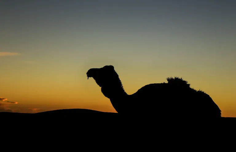 Camel Ride from Taghazout: Sunset, Tea and Back for Dinner in Agadir, Morocco