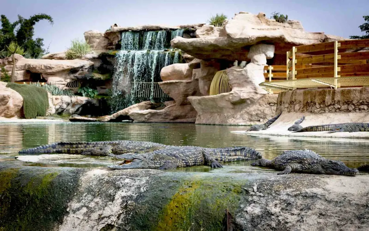 Nile crocodiles resting on the bank of a waterfall pond at Crocoparc Agadir, one with its mouth open