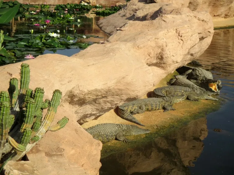 Crocoparc from Taghazout: Crocodiles, Gardens and a Nursery in Agadir, Morocco
