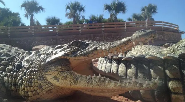 Crocoparc from Taghazout: Crocodiles, Gardens and a Nursery in Agadir, Morocco