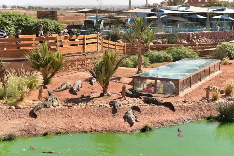 Crocoparc from Taghazout: Crocodiles, Gardens and a Nursery in Agadir, Morocco