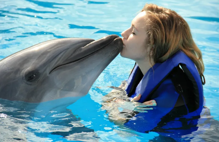 Dolphin World Show from Taghazout: An Evening Out in Agadir, Morocco