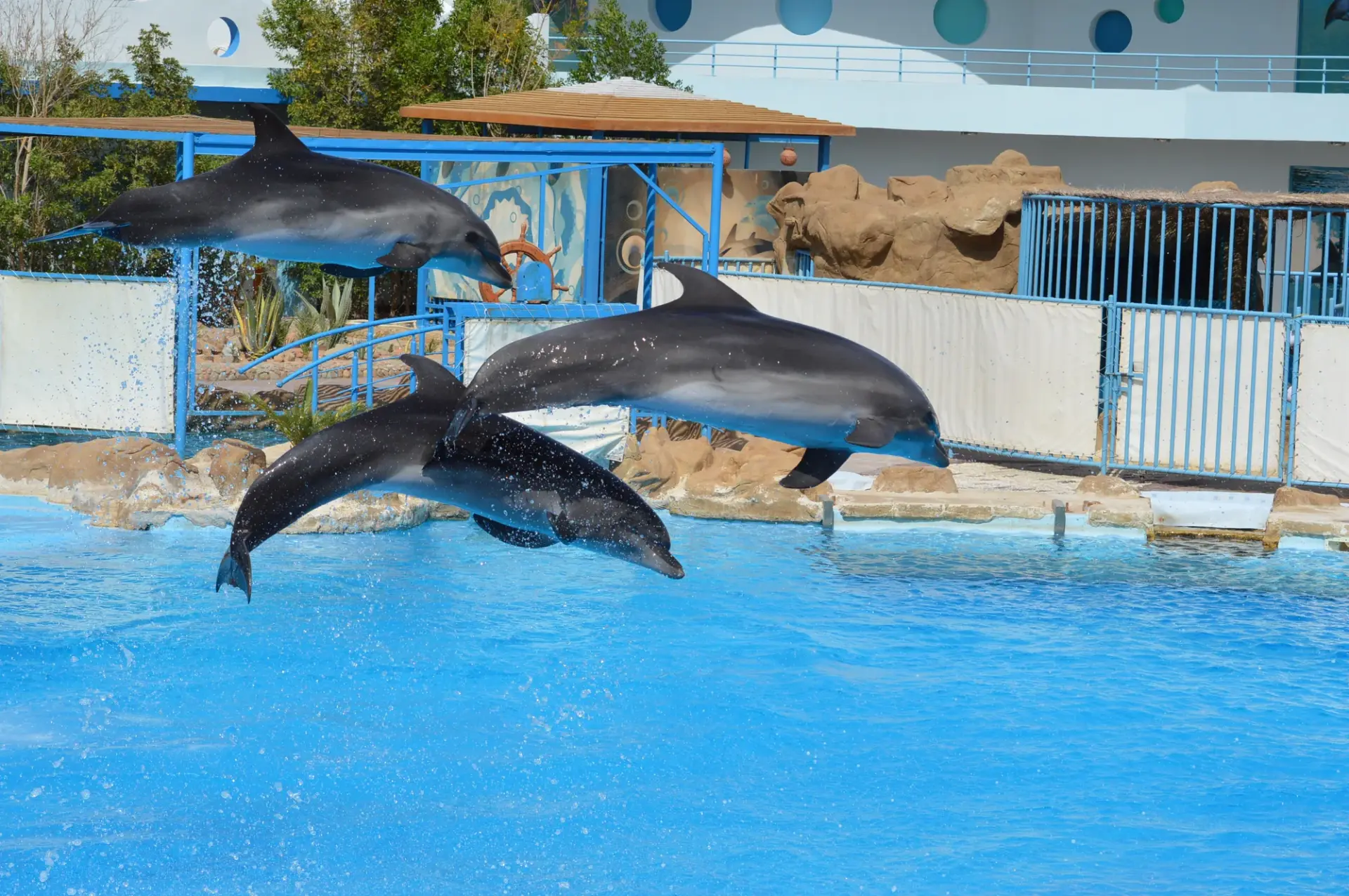 Trainer guiding four bottlenose dolphins leaping from the pool during the Dolphin World show