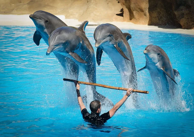 Dolphin World Show from Taghazout: An Evening Out in Agadir, Morocco