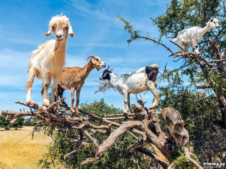 Argan Trees, Climbing Goats and Crocoparc from Taghazout in Agadir, Morocco