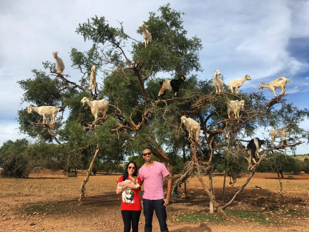 Herd of goats perched in the branches of a large argan tree under a blue sky