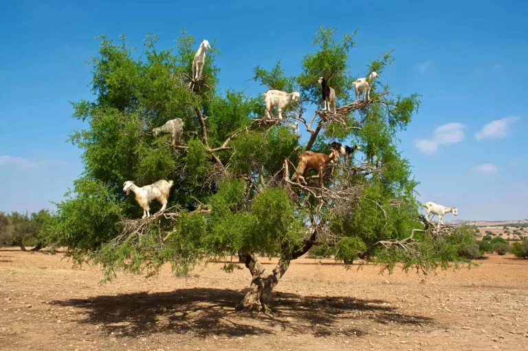 Argan Trees, Climbing Goats and Crocoparc from Taghazout in Agadir, Morocco