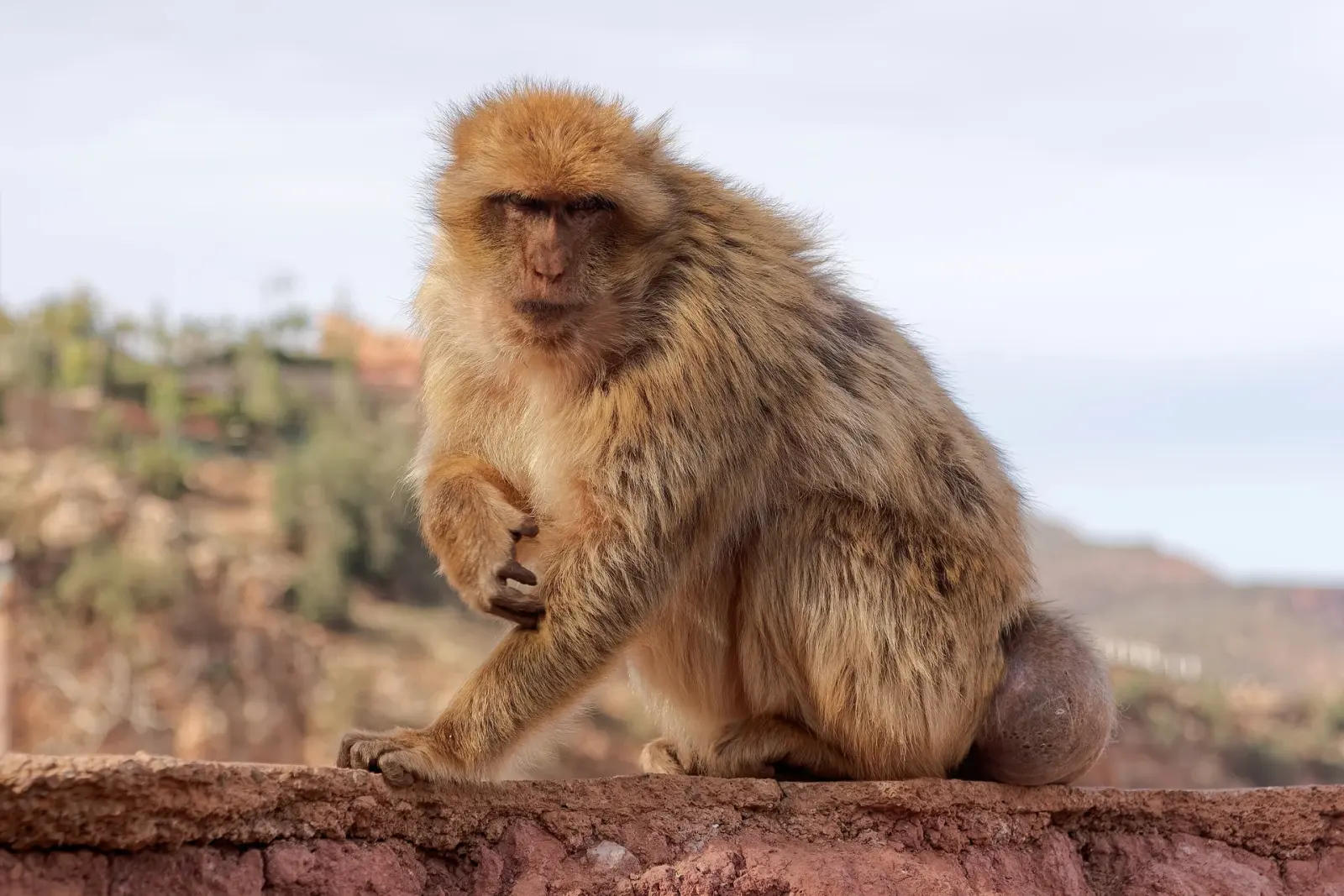 A Barbary macaque sitting on a stone wall at Ouzoud Falls with red gorge cliffs blurred behind it