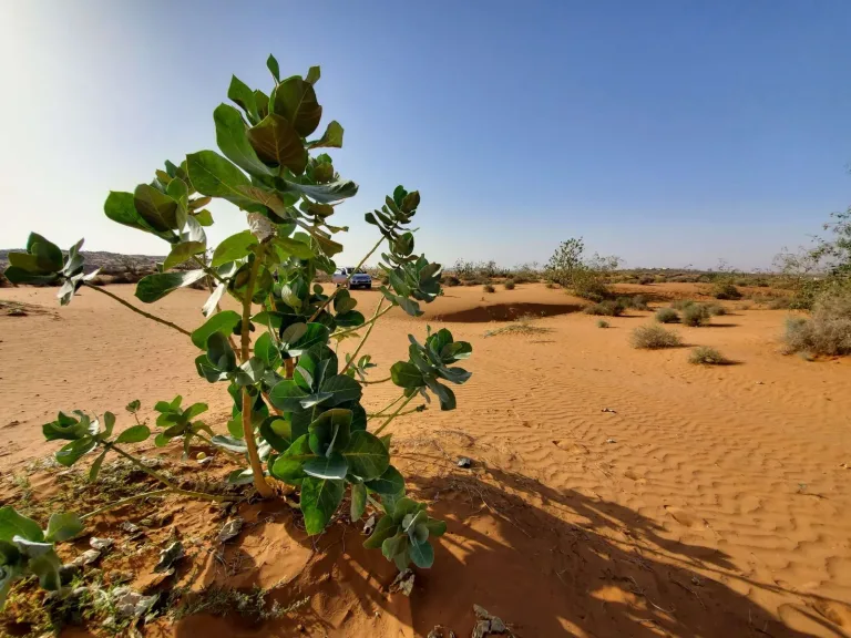 Mini Sahara Tour from Agadir: Berber Lunch and the Rasmouka Dunes in Agadir, Morocco