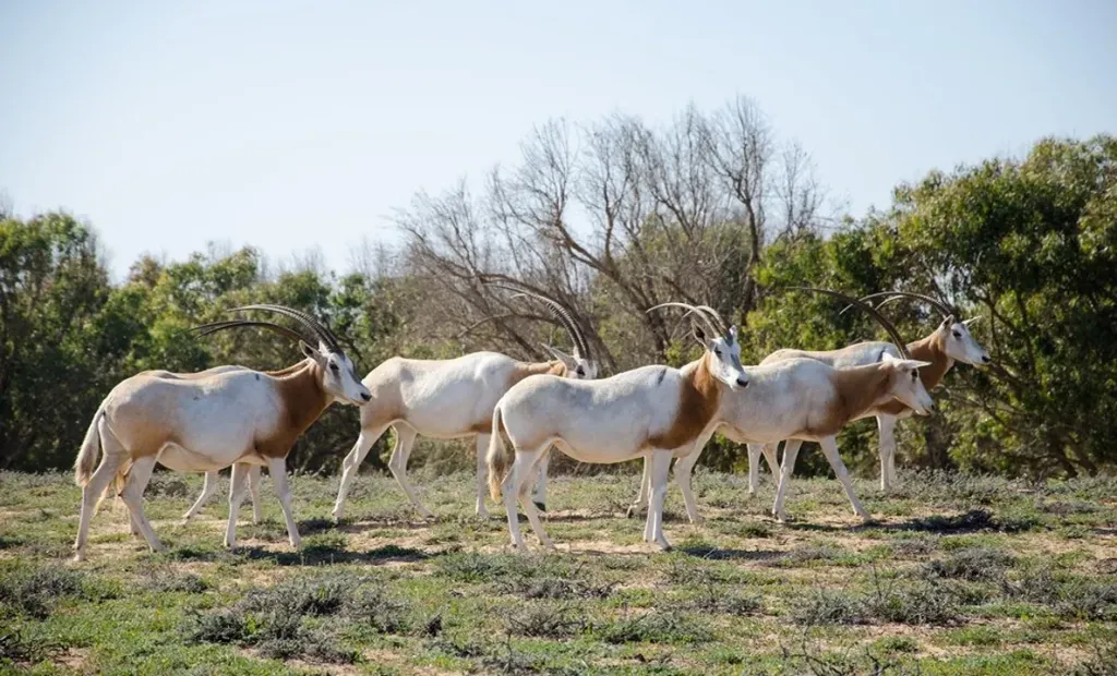 Herd of scimitar-horned oryx crossing a grassy plain in Souss Massa National Park
