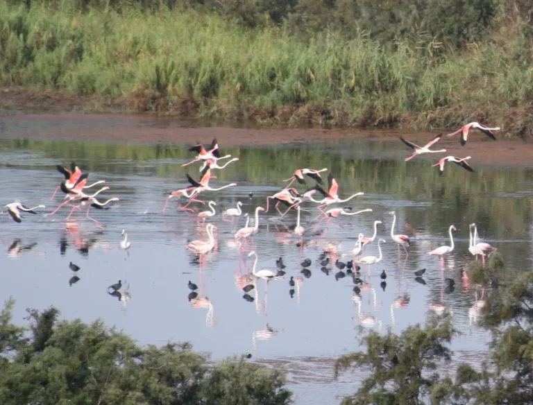 Souss Massa Birdwatching Day Trip from Taghazout in Agadir, Morocco
