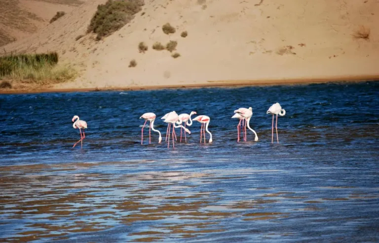 Souss Massa Birdwatching Day Trip from Taghazout in Agadir, Morocco