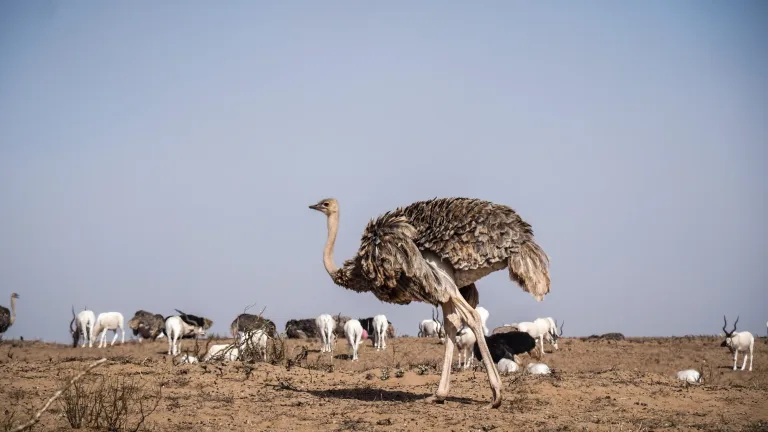 Souss Massa Birdwatching Day Trip from Taghazout in Agadir, Morocco