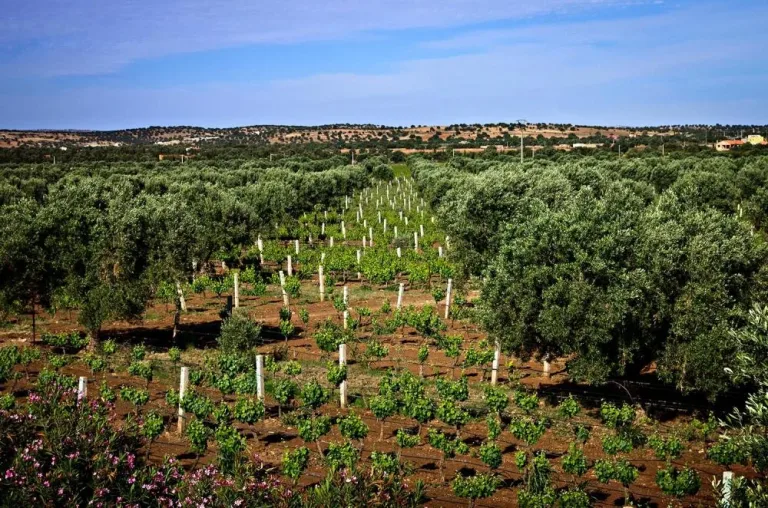 Rows of grapevines growing on a sunlit terraced hillside at a winery near Agadir