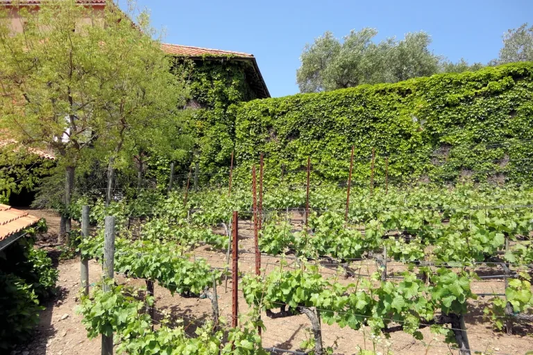 Morocco Winery Tour: Vineyard, Cellar and a Guided Tasting in Agadir, Morocco